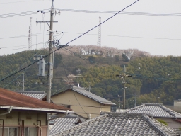 静岡の桜