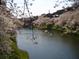 東京の桜
