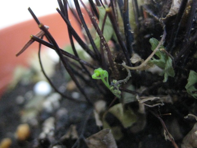 アジアンタムの芽